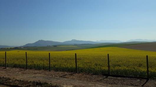 Canolaland in die Overberg
